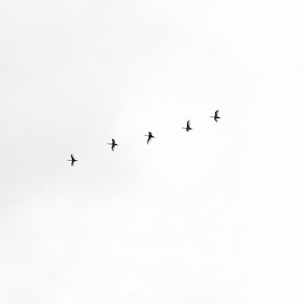 Birds