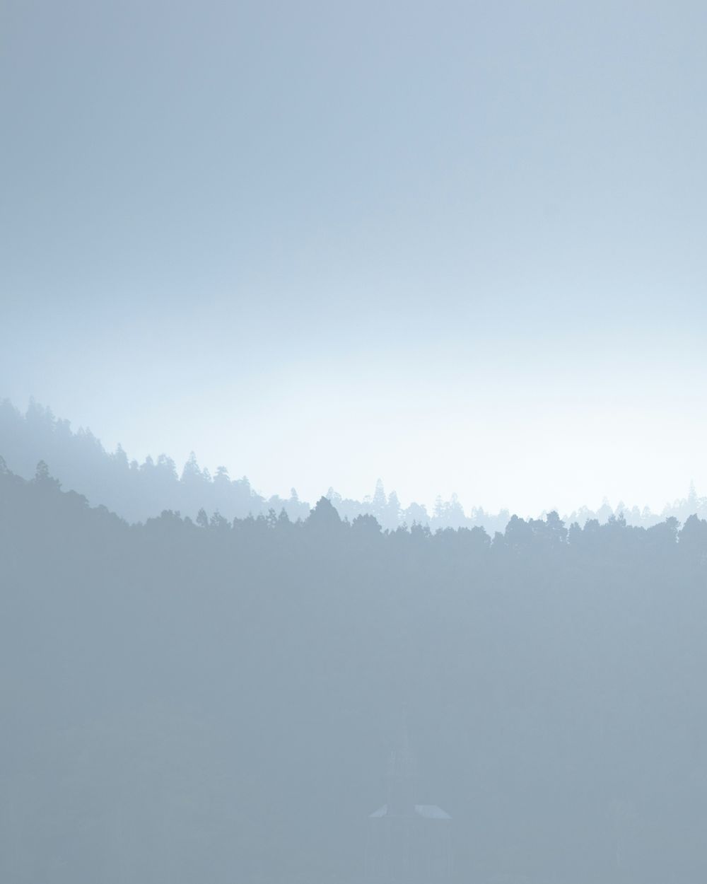 In the forest